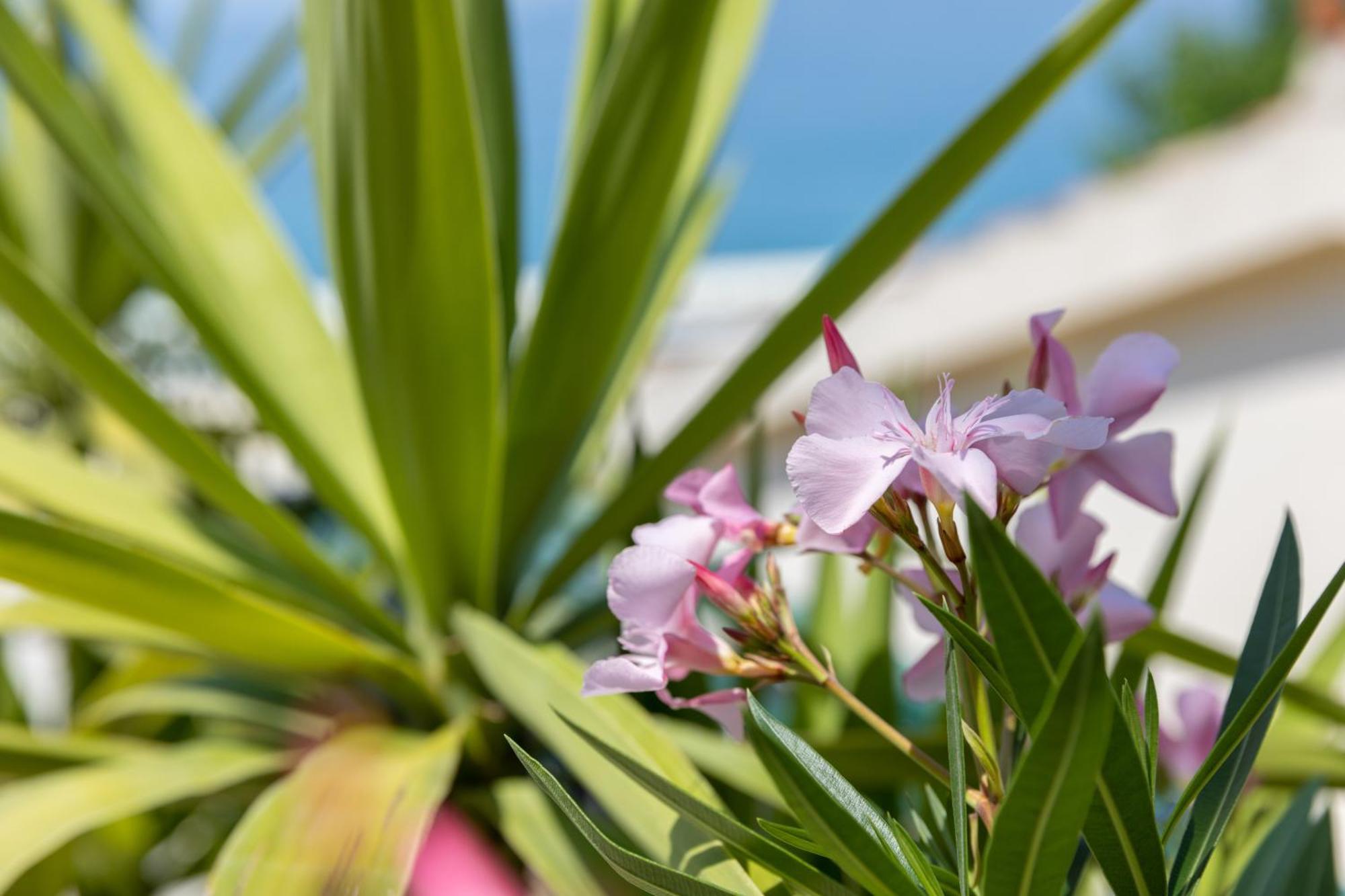 Beachfront Comfort Apartment Nives Tučepi Eksteriør bilde